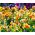Stedmoderblomst - Orange Sun - Viola × wittrockiana - Små blomster med langvarig glød - Friske frø