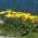 Leopard's Bane Medaillon d’Or zaden - Doronicum caucasicum - 220 zaden - Doronicum orientale