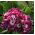 Primrose-sekasiemenet - Primula x pubescens - 110 siemeniä
