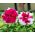 Petunia Purple Pirouette semena - Petunia x hybrida fl. pl - 50 semen -  Petunia x hybrida fl. pl. 
