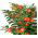 Jeruzsálem cseresznye, Madeira téli cseresznye mag - Solanum pseudocapsicum - 30 mag - magok