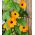 Susanne med det sorte øje - appelsin - 28 frø - Thunbergia alata