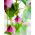 Rodochiton Purple Bell semințe - Rhodochiton atrosanguineus - 6 semințe