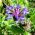 Bjerg-Knopurt - Centaurea montana - Charmerende blomster til landlige haver - Friske frø