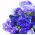 Sóvirág - Kék - Limonium sinuatum - Hosszan tartó virágok, tökéletes csokrokhoz - Friss vetőmagok