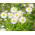 Indiile de Est Semințe Aster - Aster tongolensis - 160 semințe