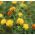 Safflower - Mixed - Carthamus tinctorius - Ideal for Cut Flowers & Dried Arrangements - Fresh Seeds