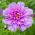 Cosmos, Schmuckkörbchen Double Click Mix, doppelte Blüten - 30 Samen - Cosmos bipnnatus fl.pl.