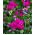 Örök borsó, évelő borsó vegyes mag - Lathyrus latifolius - 18 mag - magok