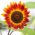 Tournesol - Fantasia - Helianthus annuus - graines