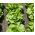 Botersla - Justyna - 950 zaden - Lactuca sativa L. var. Capitata
