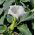 Indisk spikklubba - Datura metel - Slående vita blommor för doftande kvällar - Färska frön