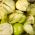 Tomatilloの種 -  Physalis ixocarpa  -  340の種 - Physalis ixocarpa Amarylla, syn. Physalis philadelphica - シーズ