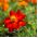Cosmos Diablo frø - Cosmos bipinnatus - 140 frø - Cosmos.