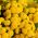 Matrem - Goldball - Chrysanthemum parthenium - Gyldne kugler af solskin - Friske frø