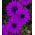Afrikanske Daisy Frø - Osteospermum ecklonis - 35 frø