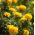 Sammetstagetes - Aurora Yellow - gul - Tagetes patula - Bländande gula kronblad, långvarig charm - Färska frön