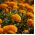 Kisvirágú bársonyvirág - Aurora - narancssárga - Tagetes patula - Lángoló narancssárga virágok, nyári látványosság - Friss vetőmagok