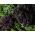 羽衣甘蓝'Scarlet'种子 -  Brassica oleracea  -  300粒种子 - Brassica oleracea L. var. sabellica L. - 種子