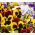 Viola wittrockiana - Red Wings, Roter Flugel - giallo - marrone - 400 semi - Viola x wittrockiana