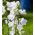 Fagerklokke - 1800 frø - Campanula persicifolia
