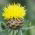 Giant Knapweed - Centaurea macrocephala - Perfect for Dried Bouquets, High Ornamental Value - Fresh Seeds