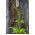 Semințe japoneze de hamei - Humulus japonicus - 20 semințe