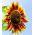 Tournesol - Fantasia - Helianthus annuus - graines