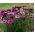 Afrikanske Daisy Frø - Osteospermum ecklonis - 35 frø