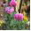 ข้าวโพดผสมเมล็ดงาดำ - Papaver rhoeas - 9000 เมล็ด