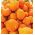 Moliugai - Justynka - 28 sėklos - Cucurbita maxima