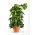 Tuteur de support de cocotier - 25 mm / 100 cm - 