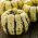 Zucca ornamentale - Sweet Dumpling - Ideale per decorazioni autunnali - Semi Freschi