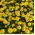 Leopard's Bane Medaillon d’Or zaden - Doronicum caucasicum - 220 zaden - Doronicum orientale