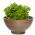 Benih Peterseli Astra - Petroselinum sativum var. foliosum - 1200 biji - Petroselinum crispum 