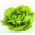 Botersla - Justyna - 950 zaden - Lactuca sativa L. var. Capitata
