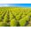 Kochia - Kochia scoparia - Versatile for Pots or Garden Borders - Fresh Seeds