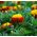 Seme ognja Ognjenega ognja - Tagetes patula nana - 350 semen - Tagetes patula L. - semena