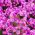 Michaelmas daisy, New England semi Aster - Aster-Inghilterra - 42 semi - Aster novae-angliae & Aster novi-belgii