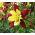 Columbine - Mc Kana's - Aquilegia x hybrida - Dazzling Multi-Toned Blooms with Bold Petals - Fresh Seeds