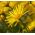 Leopard's Bane Medaillon d’Or zaden - Doronicum caucasicum - 220 zaden - Doronicum orientale