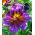 Hạt hỗn hợp sơn lưỡi - Salpiglossis sinuata - 2250 hạt