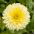 Pot Marigold Cream biji Kecantikan - Calendula offficinalis - 240 biji - Calendula officinalis
