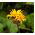 Semi di Britt Marie Crawford - Ligularia dentata - 8 semi