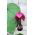 Rodochiton Purple Bell semințe - Rhodochiton atrosanguineus - 6 semințe