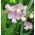 Örök borsó, évelő borsó vegyes mag - Lathyrus latifolius - 18 mag - magok