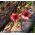 Nepal Cinquefoil, Miss Willmott seeds - Potentilla nepalensis - 600 zaden