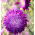 Prince Aster - 625 semen - Callistephus chinensis - semena