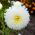 Kiina Aster Princess Mix siemenet - Callistephus chinensis - 500 siemeniä