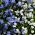 Алпине Форгет-Ме-Нот семе - Миосотис алпестрис - 800 семена - Myosotis alpestris